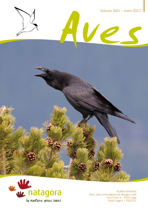 Nouveau rassemblement record de Grands Corbeaux Corvus corax en Wallonie
